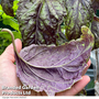 Basil (Lettuce Leaved) 'Sally' - Seeds