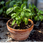 Basil 'Basilicious Verde-Sure' F1 - Seeds