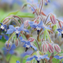 Borage - Seeds