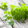 Chervil - Seeds