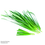 Chives - Kew Vegetable Seed Collection