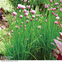 Chives