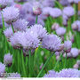 Chives - Seeds