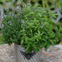 Nurserymans Choice 'Herb Fusion'