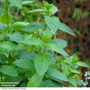 Herb Fusion 'Garden Cocktail' Mix
