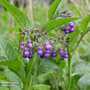 Symphytum officinale