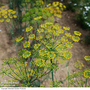 Dill 'Bouquet' - Seeds
