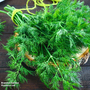 Dill - Seeds
