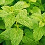 Lemon Balm - Seeds