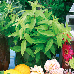 Lemon Verbena