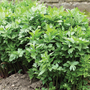 Lovage - Seeds