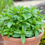 Mint - Seeds