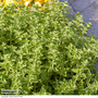 Oregano - Seeds