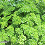 Parsley 'Champion' - Seeds