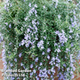 Rosemary 'Blue Cascade'