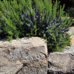 Rosemary 'Roman Beauty'