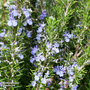 Rosemary 'Tuscan Blue'