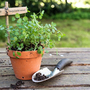 Salad Burnet - Kew Wildflower Seeds