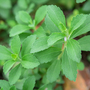 Stevia rebaudiana (Natural Sweetener) - Kew Veg Seeds