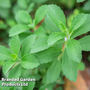 Stevia rebaudiana (Natural Sweetener) - Kew Veg Seeds