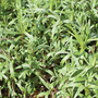 Russian Tarragon - Seeds