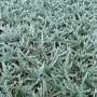 Rosemary 'Whitewater Silver'