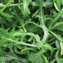 Wild Rocket - Seeds
