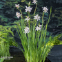Schizostylis coccinea 'Alba' (Marginal Aquatic)