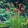 Schizostylis coccinea 'Major' (Marginal Aquatic)