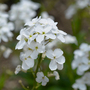 Hesperis matronalis var. albiflora