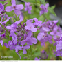 Hesperis matronalis - Seeds