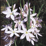 Hesperantha coccinea 'Pink Princess'