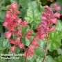 Heuchera 'Bressingham Hybrids'