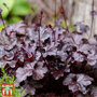 Heuchera villosa 'Palace Purple'