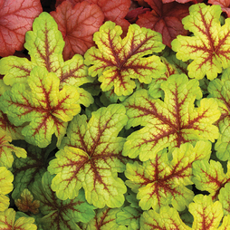 Heucherella Alabama Sunrise