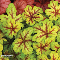 Heucherella Alabama Sunrise