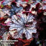 Heuchera 'Blackberry Jam'