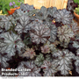 Heuchera 'Can Can'