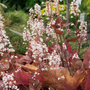 Heuchera 'Caramel'