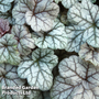 Heuchera 'Cinnabar Silver'