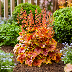 Heuchera 'Eternal Flame'