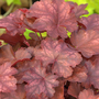 Heuchera 'Fire Chief'