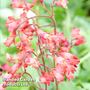 Heuchera 'Firefly'