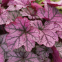 Heuchera 'Forever Purple'