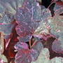 Heuchera 'Midnight Rose'