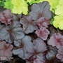 Heuchera 'Obsidian'
