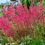Heuchera 'Paris'