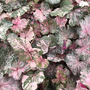 Heuchera 'Pinky Panky'
