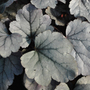 Heuchera 'Silver Gumdrop'