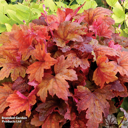 Heucherella Trailing Sweet Tea